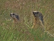 20 Marmotte in sentinella osservano tra l'erba